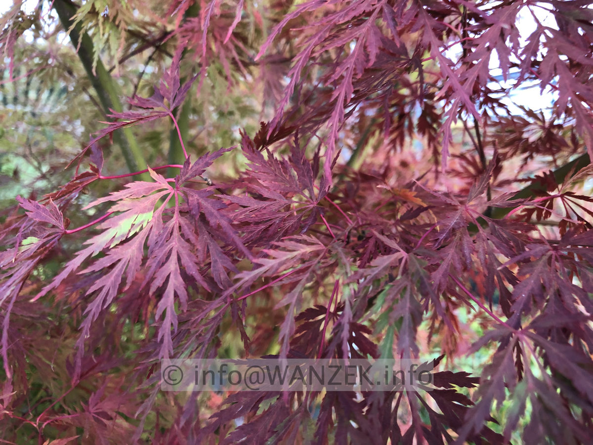 Acer palmatum Seiryu - Herbst 2019 -002.JPG